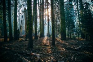 A dark forest with several tall trees